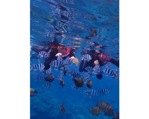 1組貸切【沖縄・青の洞窟シュノーケル】写真・GoPro動画・エサあげ無料★青の洞窟シュノーケル ♪
