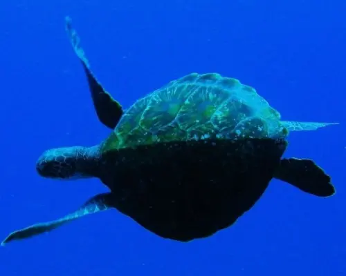 [Fun Diving] Cape Maeda *Boat Diving