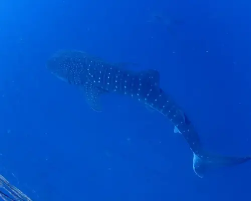 【読谷村】ジンベエザメ スノーケリングツアー☆ボートで楽々♪迫力満点！写真、動画無料プレゼント☆彡