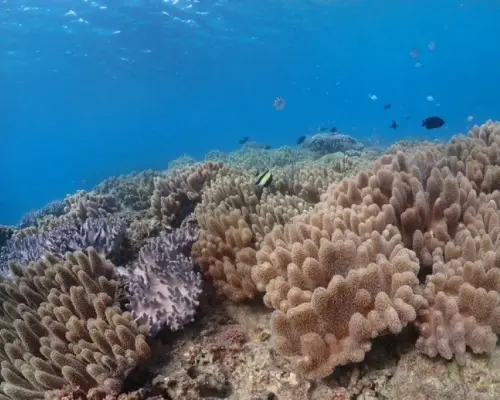 [Gorilla Chop, Northern Okinawa Main Island] ★Beach snorkeling plan★Free photo gift!