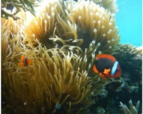 [Ishigaki Island/Blue Cave] A popular spot known to islanders/Fukidzu River sightseeing boat snorkeling