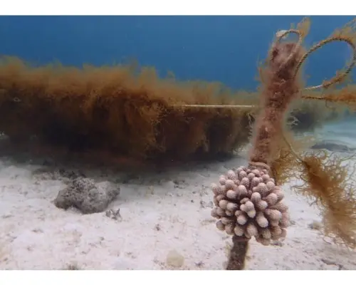 Kumejima Mozuku Seaweed Snorkeling