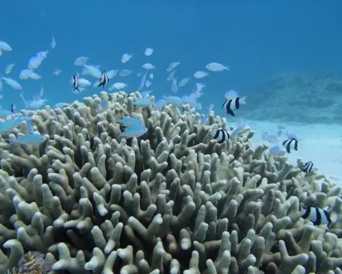 【沖縄・宮古島】初心者でも大丈夫 ♪ ビーチシュノーケリング！波打ち際からお魚パラダイス！