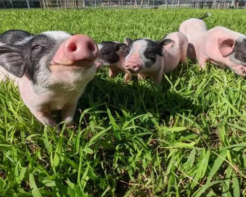 Hualien Shin Kong Chao Feng Leisure Farm Tickets