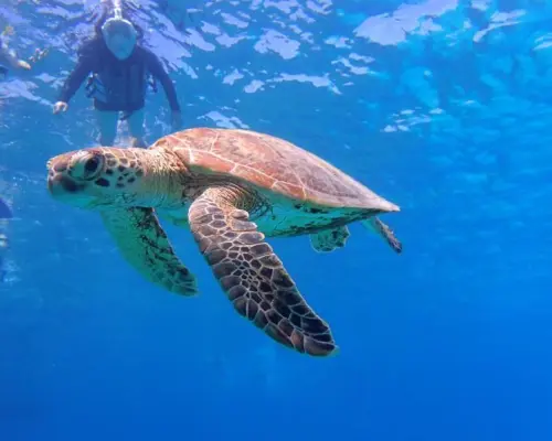 【從那霸出發】慶良間群島浮潛+海龜探索方案（含與魚類互動體驗）【3小時】