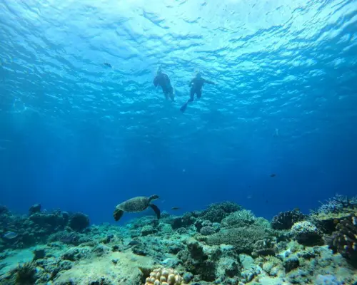 【從那霸出發】慶良間群島浮潛+海龜探索方案（含與魚類互動體驗）【3小時】
