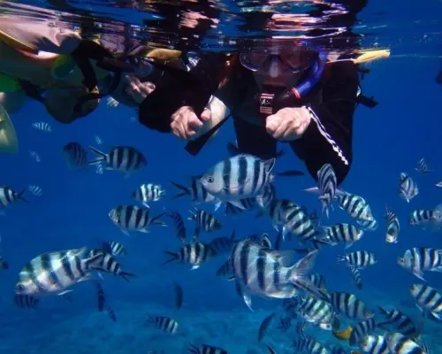 【從那霸出發】慶良間群島浮潛+2項水上運動（方案與魚類互動體驗）