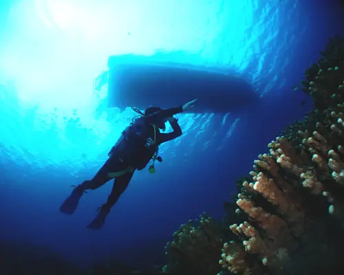 [Okinawa Prefecture, Kerama Islands] Free boarding on the final day in the Kerama Islands! PADI Open Water Course *Whale watching included from January to March