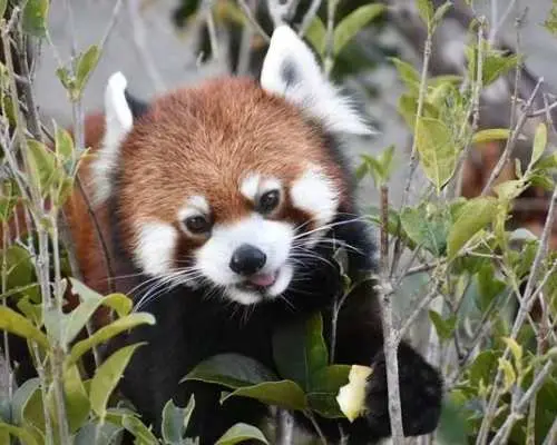 Nagoya Higashiyama Zoo and Sky Tower combo ticket or single ticket