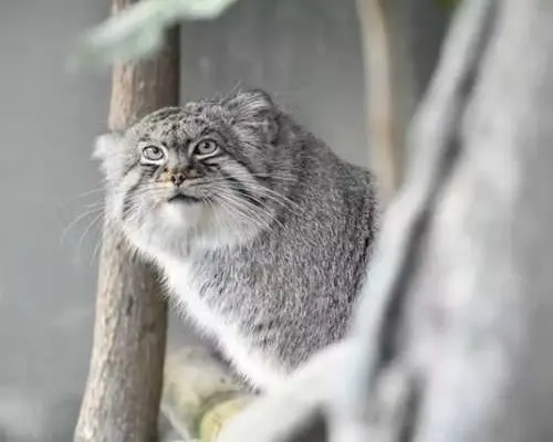 Nagoya Higashiyama Zoo and Sky Tower combo ticket or single ticket