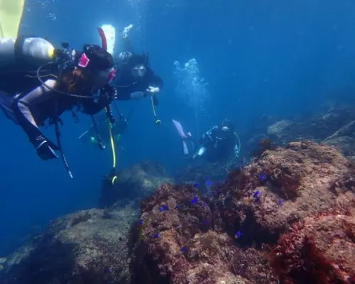 [Tochigi Prefecture, Oyama City] No license required! Experience diving in the sea