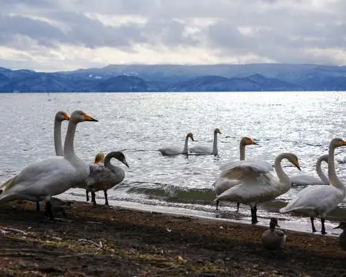 Fukushima Bus Tour: Ouchi-juku, Tadami Rail & Lake Inawashiro
