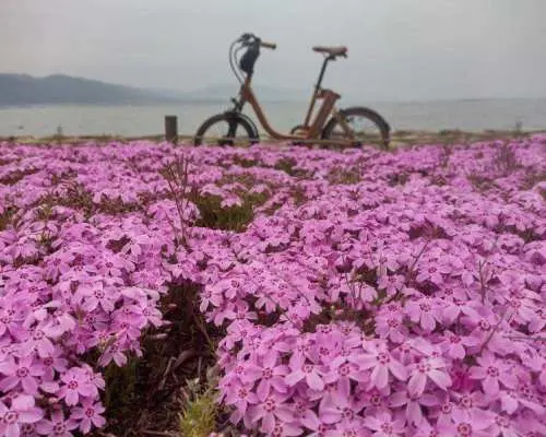[Shiga, Otsu] Electric-assist bicycle / 5-hour rental plan - Enjoy the Lake Biwa area quickly, refreshingly, and easily!