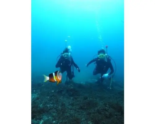 【神奈川・真鶴】体験ダイビング〜海の世界を体験！水中の楽しさを知る！
