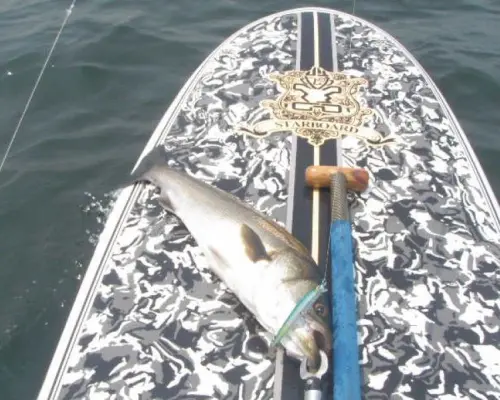 【神奈川・三浦海岸】supで釣りを楽しんじゃお！