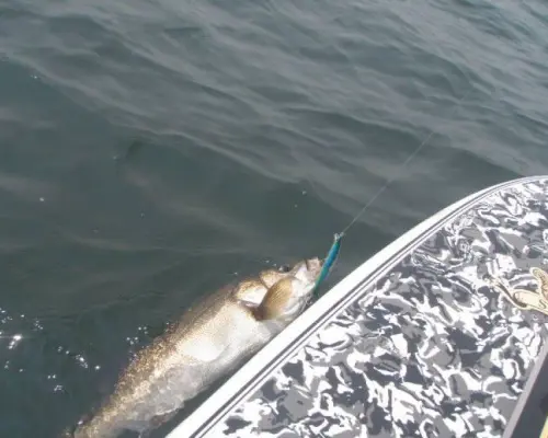 【神奈川・三浦海岸】supで釣りを楽しんじゃお！