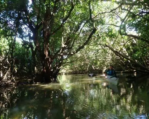 [Iriomote Island/Half-Day Tour] Trekking to the mysterious Kula Falls! A fun tour even in the rain!!