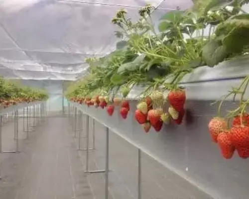 [Hyogo, Awaji] The fruit of the producers' research and training! 30-minute all-you-can-eat strawberry picking experience of the "Benihoppe" variety, also known as "Sun Strawberry"