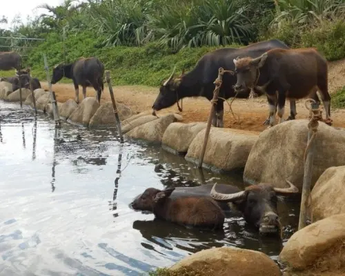 [Okinawa Ishigaki] Mangrove Canoe & Pinaisara Waterfall & Yubu Island Water Buffalo Carriage Tour