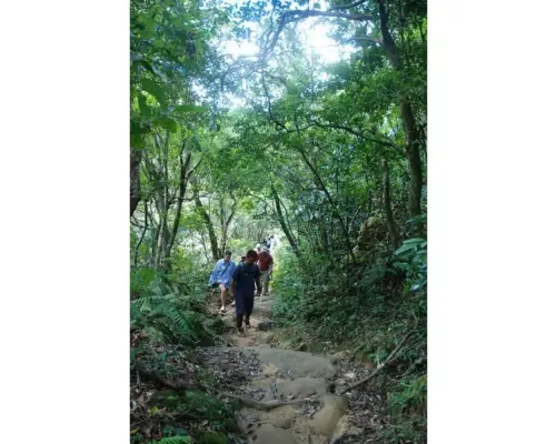 【西表島】亞熱帶森林健行（含午餐，單人行程）