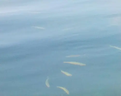北アルプスの鏡青木湖で朝活SUPレンタル