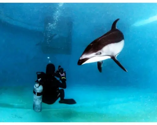 [Shizuoka, Shimoda] Japan's first dolphin diving experience at Shimoda Aquarium. Swim with Pacific white-sided dolphins in the pool (no experience necessary, approximately 2 hours)