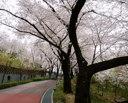 【韩国】春季绝美2天团｜粉紫杜鹃花海 x 梦幻草莓园｜1人成团｜首尔出发