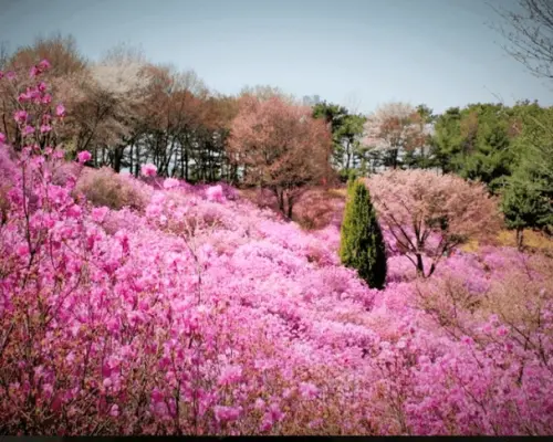【韩国】春季绝美2天团｜粉紫杜鹃花海 x 梦幻草莓园｜1人成团｜首尔出发