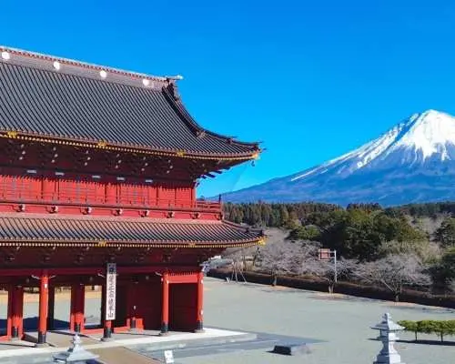 東京発富士山桜と茶摘みツアー