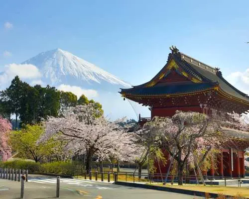 東京発富士山桜と茶摘みツアー