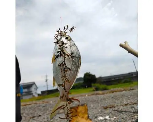 【高知・須崎】海のまち「すさき」で海釣り体験！釣り竿・リール・仕掛け貸出。☆釣った魚も美味しく食べられます！(要追加代金)