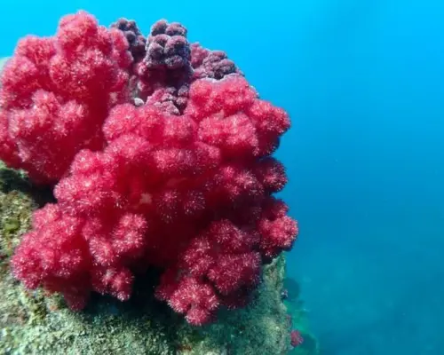 【四国・徳島】ビーチ　シュノーケリング☆熱帯魚の楽園で海を満喫！参加の皆さんの水中写真もプレゼント！