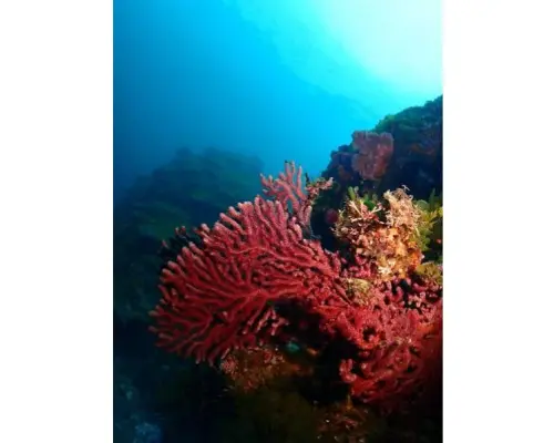 【四国・徳島】ビーチ　シュノーケリング☆熱帯魚の楽園で海を満喫！参加の皆さんの水中写真もプレゼント！