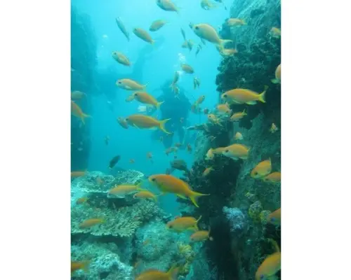 【四国・日帰り体験ダイビング】『福山・世羅発』珊瑚と熱帯魚の四国の海で、じっくり2本ダイビング