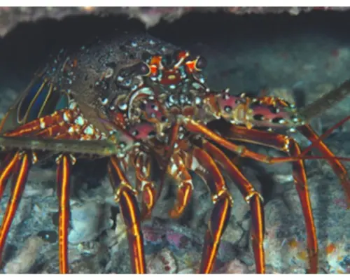 [Kochi / Sukumo] Enjoy the sea of Kashiwajima! Fun diving (night dive) for those with a license