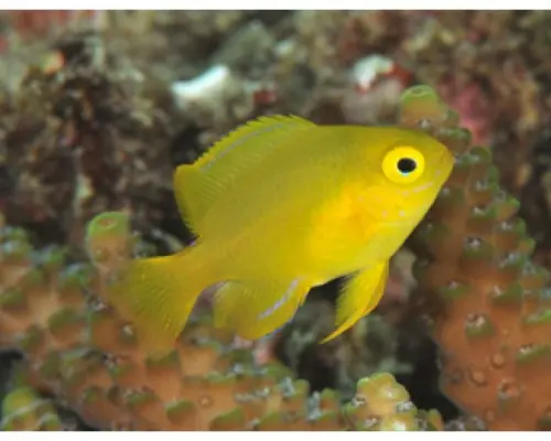 [Kochi / Sukumo] Dive in the waters of Kashiwajima, blessed by the Kuroshio Current! Fun diving for those with a license (1 boat)