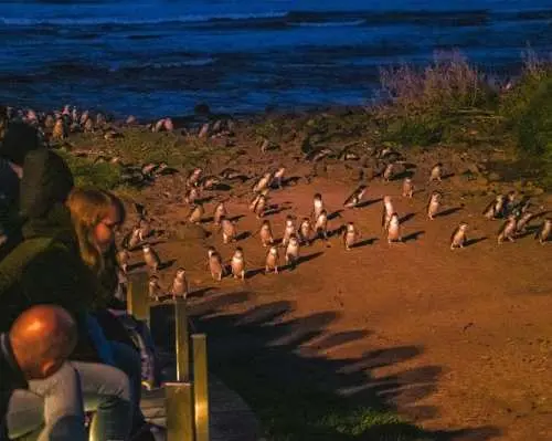 멜버른, 호주 | 마루 야생동물원 + 펭귄 퍼레이드 당일 투어 [중국어 서비스/호주 동물 먹이 주기]