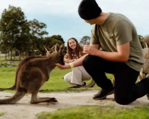 멜버른, 호주 | 마루 야생동물원 + 펭귄 퍼레이드 당일 투어 [중국어 서비스/호주 동물 먹이 주기]
