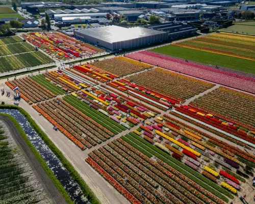 Tulip Experience Amsterdam | The Netherlands