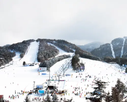 Seoul/Incheon Airport ↔ Yongpyong Ski Resort Shuttle Bus (Purple Bus)
