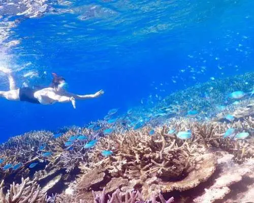 [Okinawa/Miyako Island] Yaebise Boat Snorkeling ☆ Half Price for Children ☆ Free Underwater Drone Photography Included!