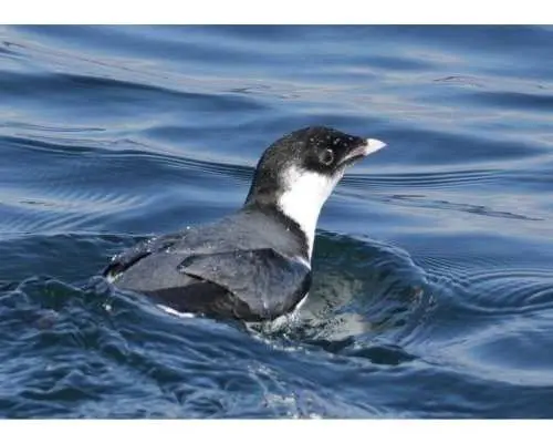 [Photos from the boat] Sendai Bay seabird and wild bird observation and photography cruise | Up to 5 people allowed! Private charter plan♪
