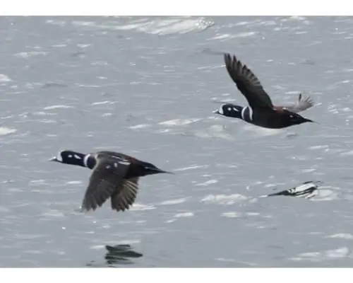[Photos from the boat] Sendai Bay seabird and wild bird observation and photography cruise | Up to 5 people allowed! Private charter plan♪