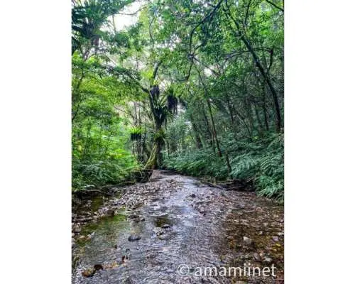 「奄美大島」　知られざる秘境　奄美の神秘　ジャングル探検と命の水・パワースポット