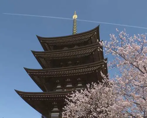 【僅限3月25日】寺廟+忍者表演+高級日式料理+忍者體驗（活動，名古屋）