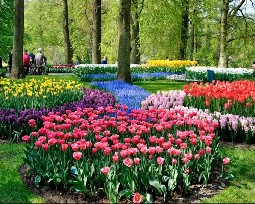 Keukenhof, Tulip Farm Visit, Windmill Cruise and Tulip Fields Drive in Lisse | The Netherlands