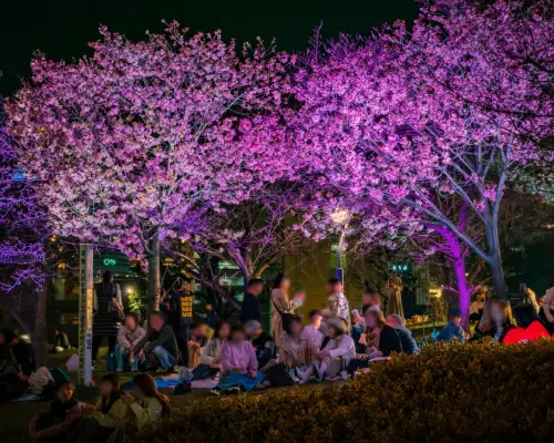 Ogimachi Cherry Blossom Festival: Special Tatami Room Seating for Cherry Blossom Viewing (Osaka Prefecture, Osaka City)