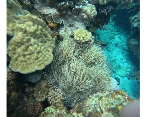 （【本島北部/本部・ボートシュノーケル】美ら海水族館から15分★本島北部のキレイな海でSNS映えもばっちり【Gopro　無料写真サービス】
