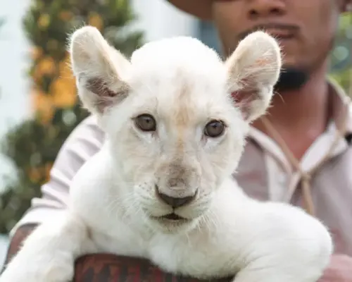 라이온 랜드 푸켓 입장권 | 태국