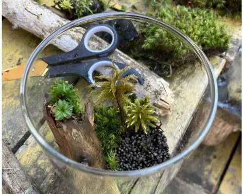 【白樺湖】苔テラリウム　制作体験　90分プラン　ワークショップ　苔　テラリウム　体験　アクティビティ